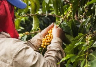 Colombian man working on a coffee plantation