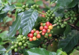 Coffee beans grow in a Vietnam plantation