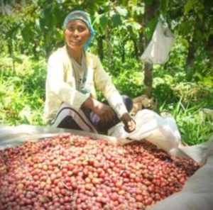 Coffee plantation worker