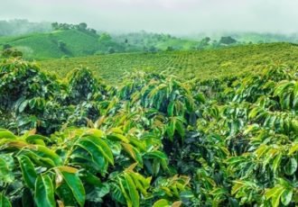 Colombian Coffee Plantation